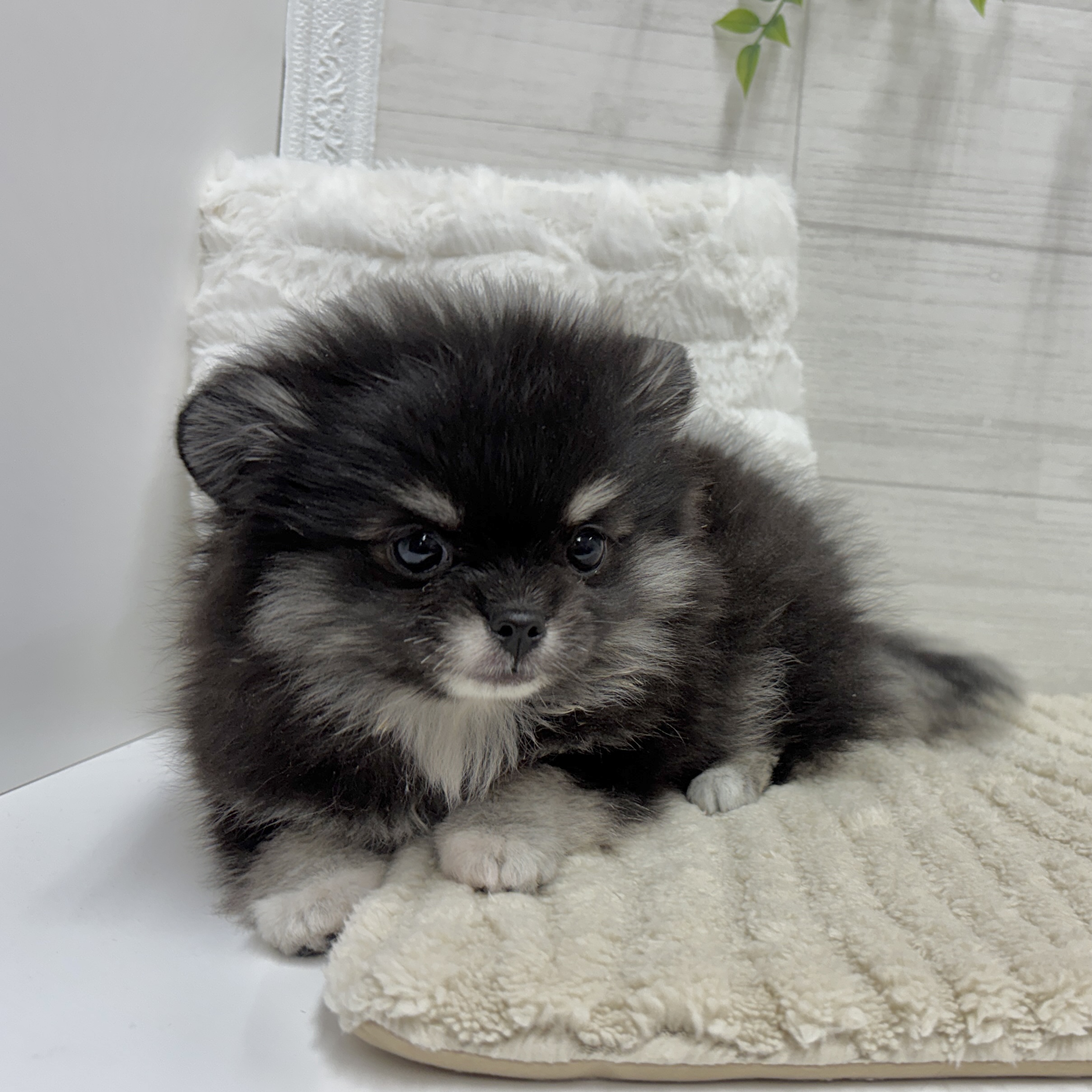 神奈川県のポメチワ/チワポメ/ポメチー(ポメラニアン×チワワ) (犬の家＆猫の里相模原店/2026年2月6日生まれ/女の子/ブラッククリーム)の子犬の3枚目の画像