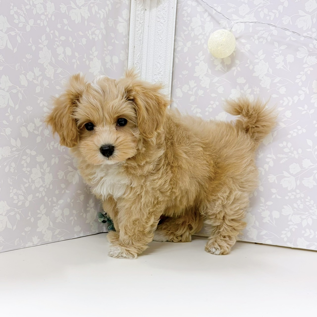 富山県のマルプー(マルチーズ×プードル) (犬の家＆猫の里アミーゴ高岡蓮花寺店/2026年2月7日生まれ/女の子/アプリコットホワイト)の子犬の3枚目の画像