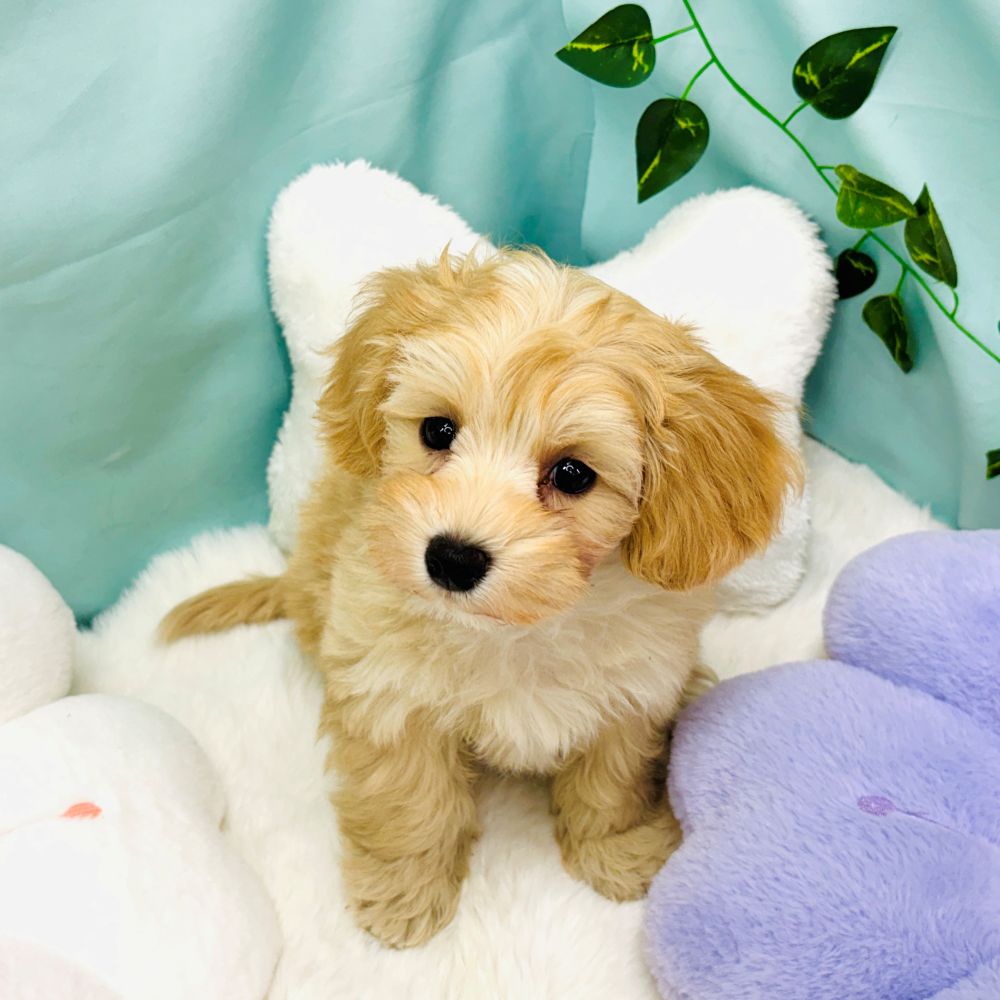 愛知県のマルプー(マルチーズ×プードル) (犬の家＆猫の里愛知刈谷店/2026年2月7日生まれ/男の子/アプリコットホワイト)の子犬の3枚目の画像