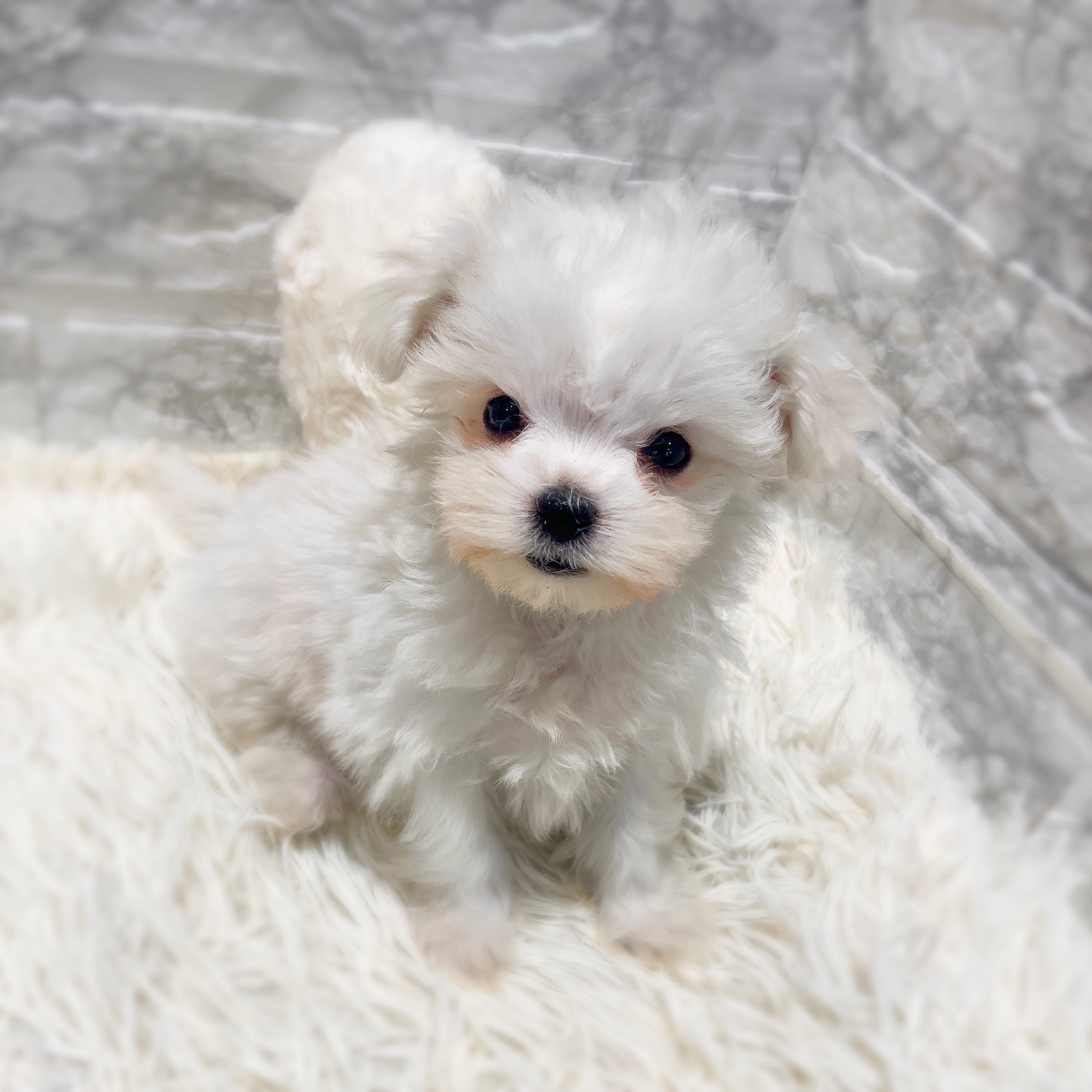 愛知県のハーフ犬・ミックス犬 (犬の家＆猫の里MiO香久山店/2026年2月5日生まれ/男の子/ホワイト)の子犬の3枚目の画像