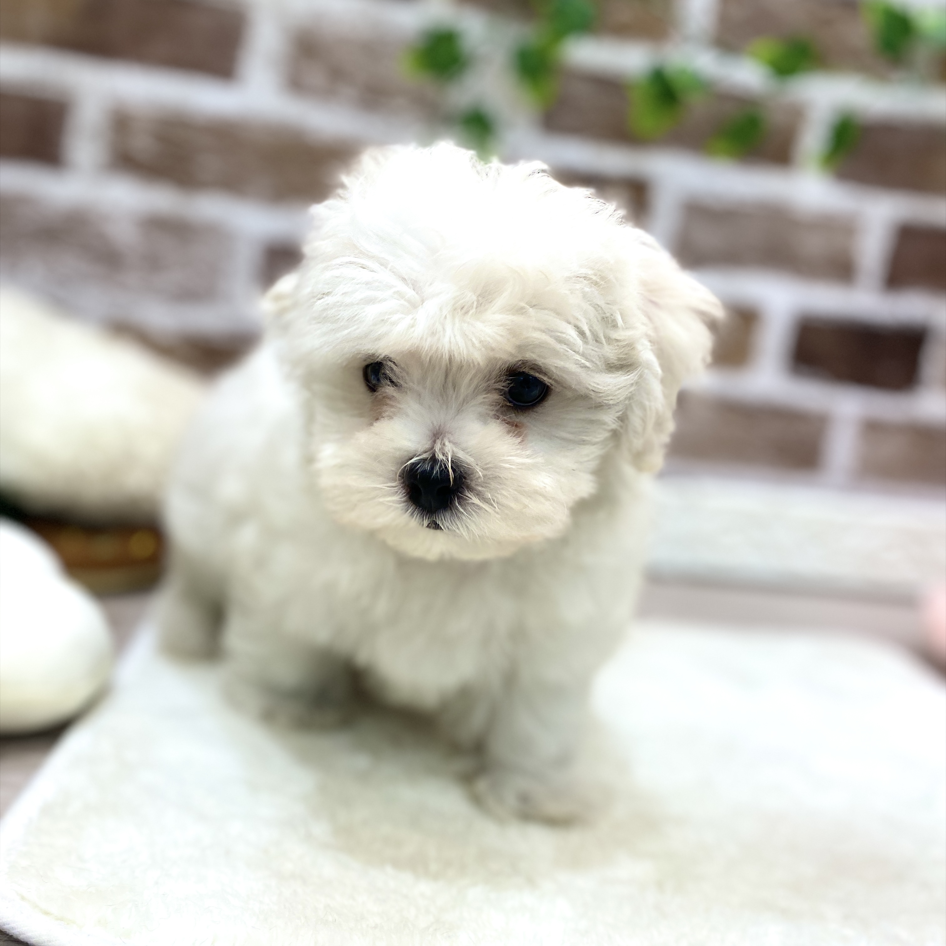 三重県のハーフ犬・ミックス犬 (犬の家＆猫の里三重桑名店/2026年2月5日生まれ/男の子/ホワイトクリーム)の子犬の3枚目の画像