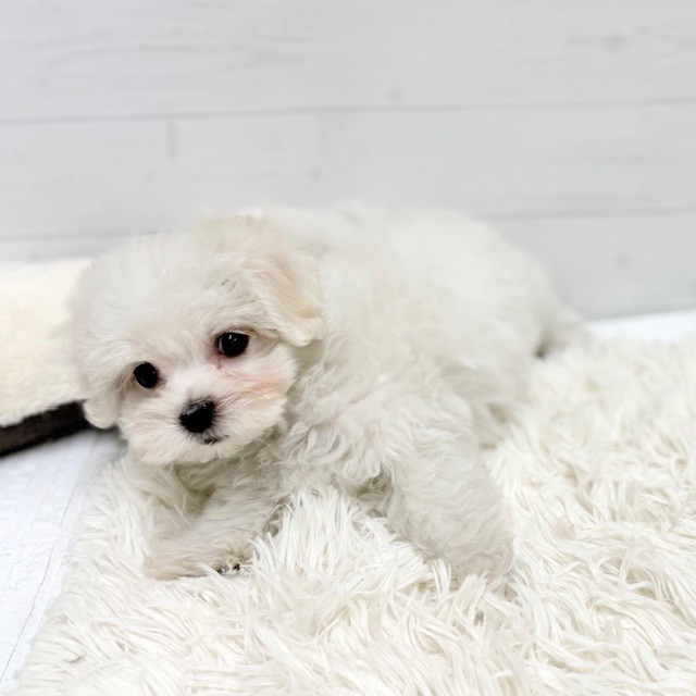 愛知県のハーフ犬・ミックス犬 (犬の家＆猫の里豊田店/2026年2月5日生まれ/女の子/ホワイトクリーム)の子犬の3枚目の画像