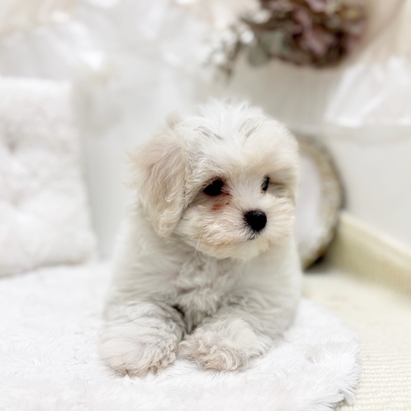 岐阜県のハーフ犬・ミックス犬 (犬の家＆猫の里カラフルタウン岐阜店/2026年2月5日生まれ/女の子/ホワイトクリーム)の子犬の3枚目の画像