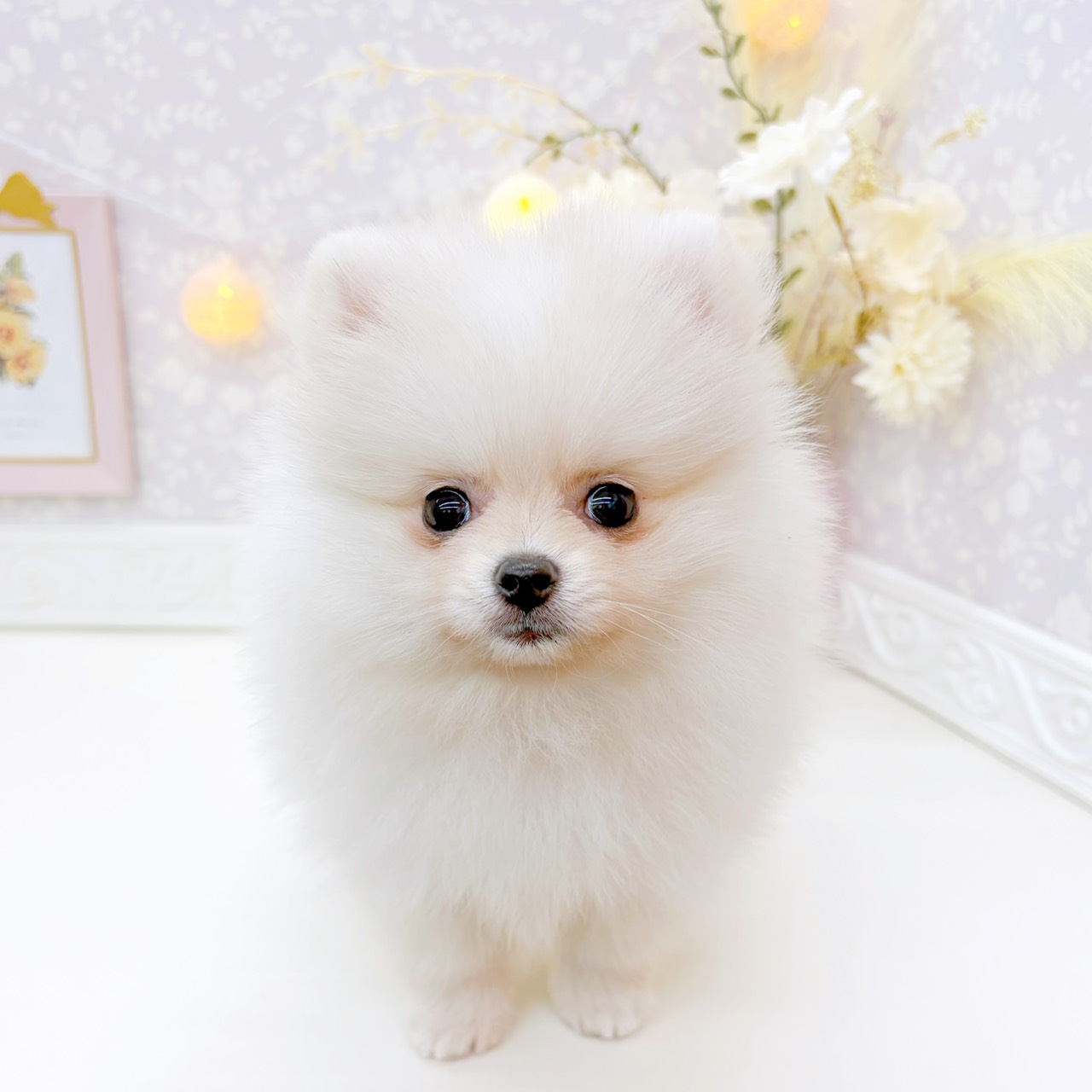 富山県のポメラニアン (犬の家＆猫の里富山店/2026年2月5日生まれ/女の子/クリームホワイト)の子犬の3枚目の画像