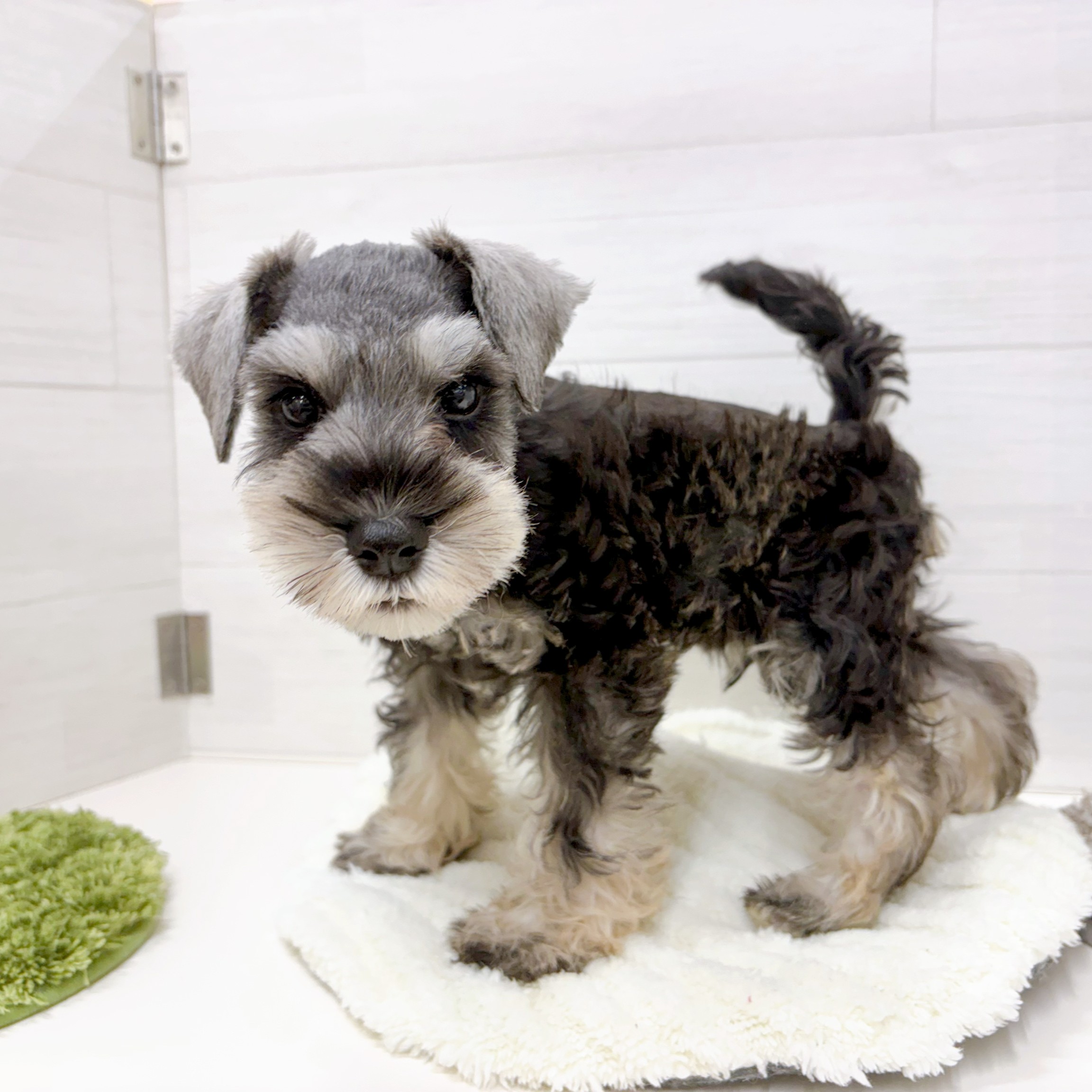 石川県のミニチュアシュナウザー (犬の家＆猫の里アミーゴ金沢おこばた店/2026年2月6日生まれ/男の子/ソルトペッパー)の子犬の3枚目の画像