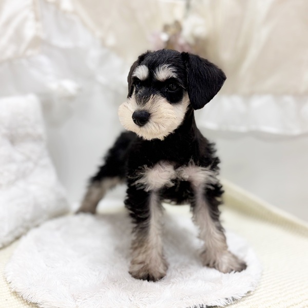 岐阜県のミニチュアシュナウザー (犬の家＆猫の里カラフルタウン岐阜店/2026年2月6日生まれ/女の子/ブラックシルバー)の子犬の3枚目の画像