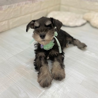 静岡県のミニチュアシュナウザー (犬の家＆猫の里プレ葉ウォーク浜北店/2026年2月6日生まれ/男の子/ブラックシルバー)の子犬の3枚目の画像