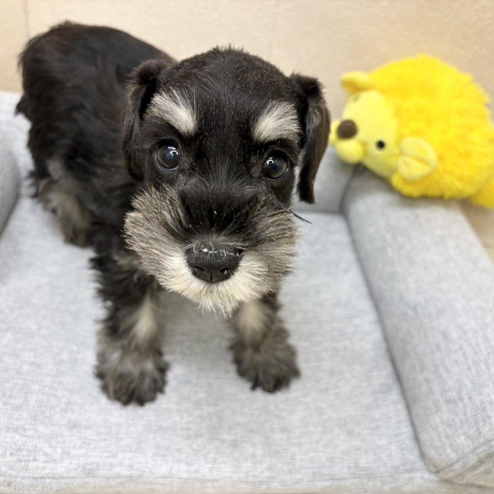 長野県のミニチュアシュナウザー (犬の家＆猫の里塩尻店/2026年2月6日生まれ/女の子/ブラックシルバー)の子犬の3枚目の画像