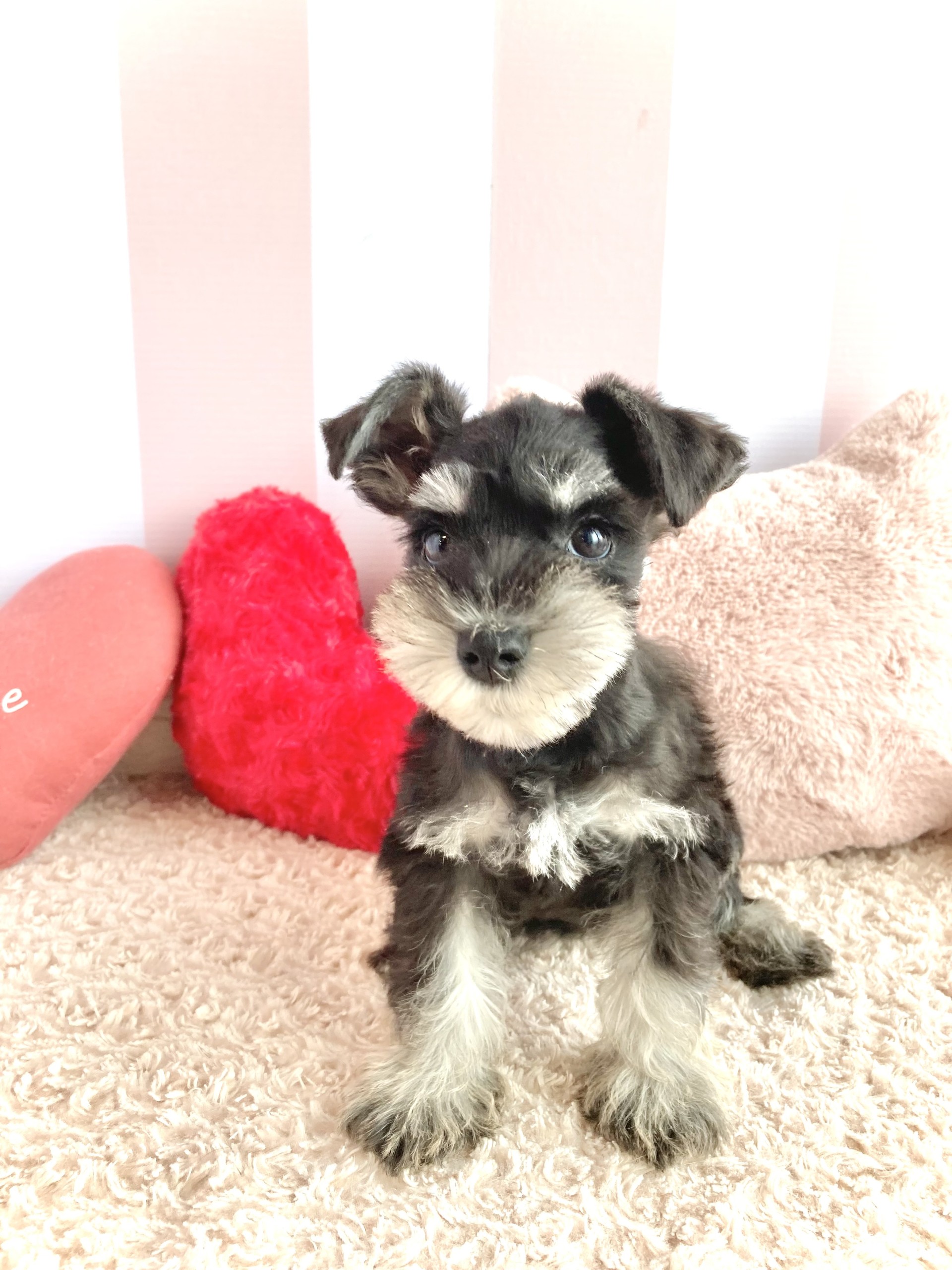 岡山県のミニチュアシュナウザー (犬の家＆猫の里倉敷中庄店/2026年2月6日生まれ/女の子/ブラックシルバー)の子犬の3枚目の画像