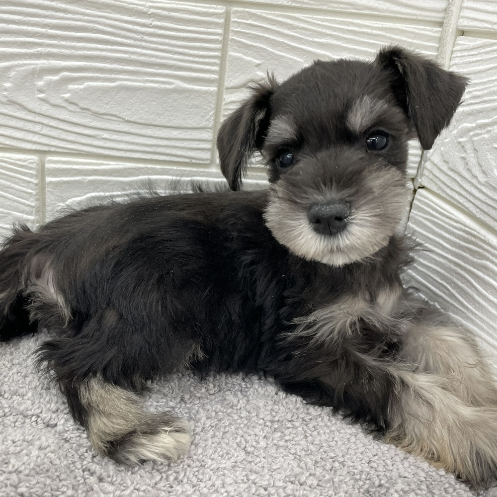 愛知県のミニチュアシュナウザー (犬の家＆猫の里七宝店/2026年2月6日生まれ/女の子/ブラックシルバー)の子犬の3枚目の画像