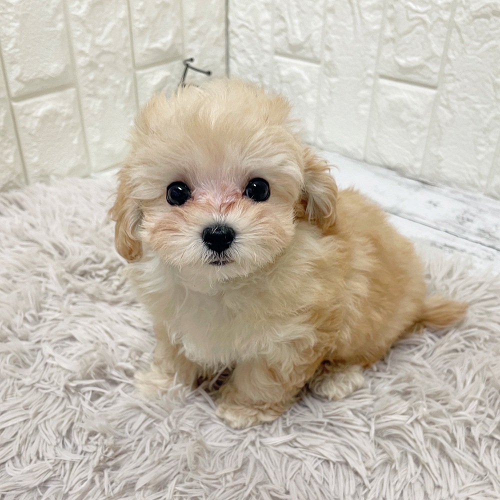 岡山県のマルプー(マルチーズ×プードル) (犬の家＆猫の里岡山店/2026年2月7日生まれ/女の子/クリーム)の子犬の3枚目の画像