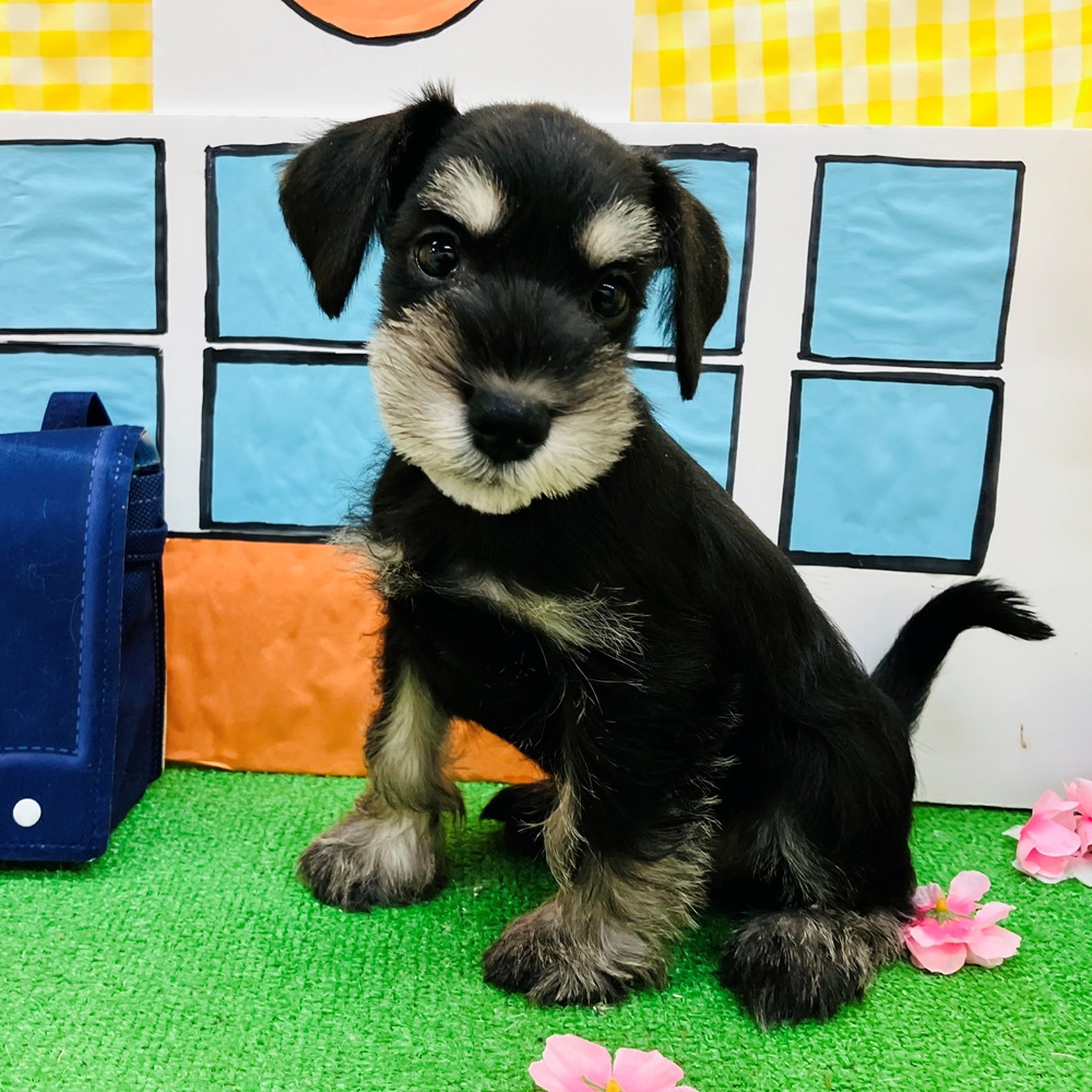愛知県のミニチュアシュナウザー (犬の家＆猫の里名古屋天白店/2026年2月7日生まれ/女の子/ブラックシルバー)の子犬の3枚目の画像