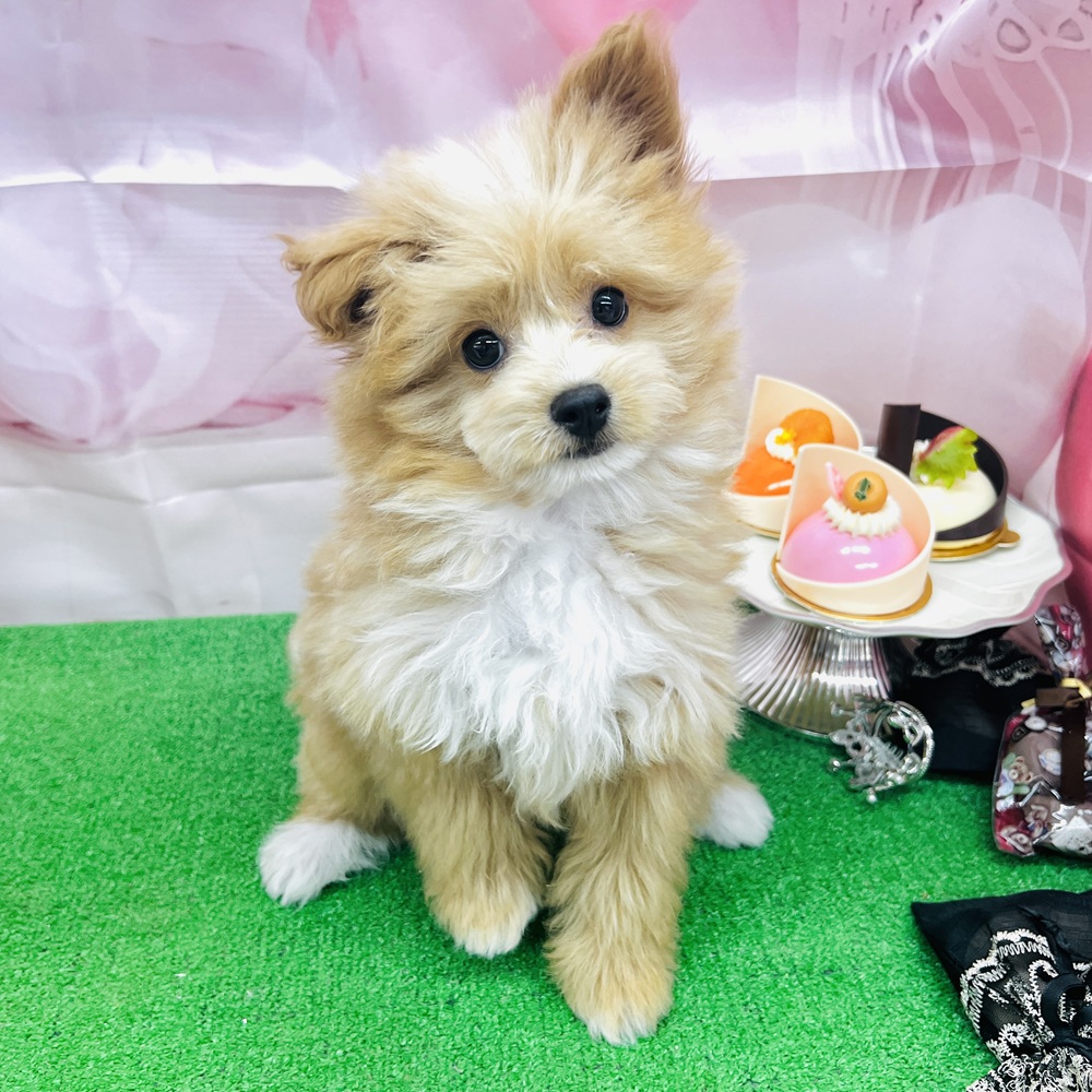 愛知県のポメプー(ポメラニアン×プードル) (犬の家＆猫の里名古屋天白店/2025年10月28日生まれ/男の子/アプリコット)の子犬の3枚目の画像