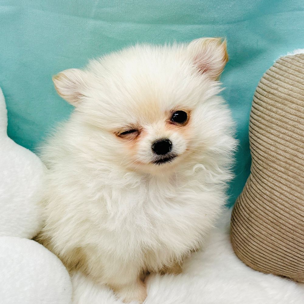愛知県のポメチワ/チワポメ/ポメチー(ポメラニアン×チワワ) (犬の家＆猫の里愛知刈谷店/2026年2月8日生まれ/男の子/クリーム)の子犬の3枚目の画像