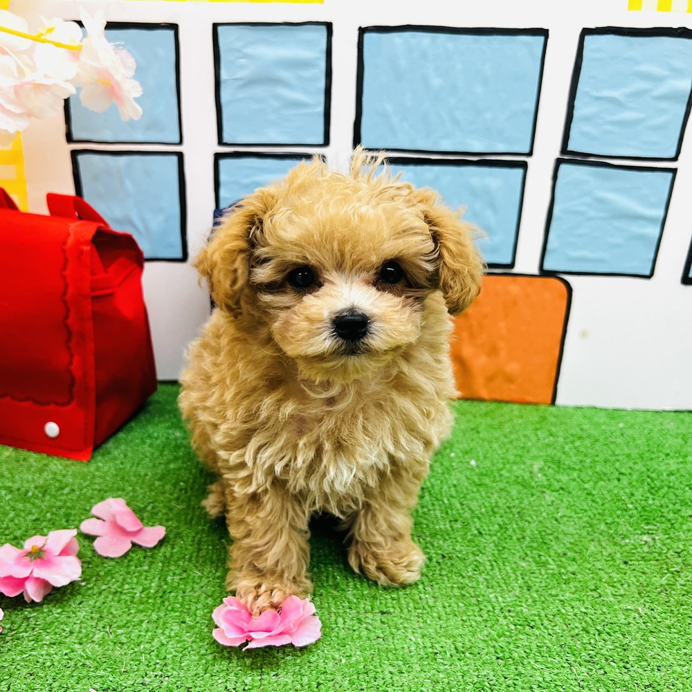 愛知県のマルプー(マルチーズ×プードル) (犬の家＆猫の里名古屋天白店/2026年2月8日生まれ/女の子/アプリコット)の子犬の3枚目の画像