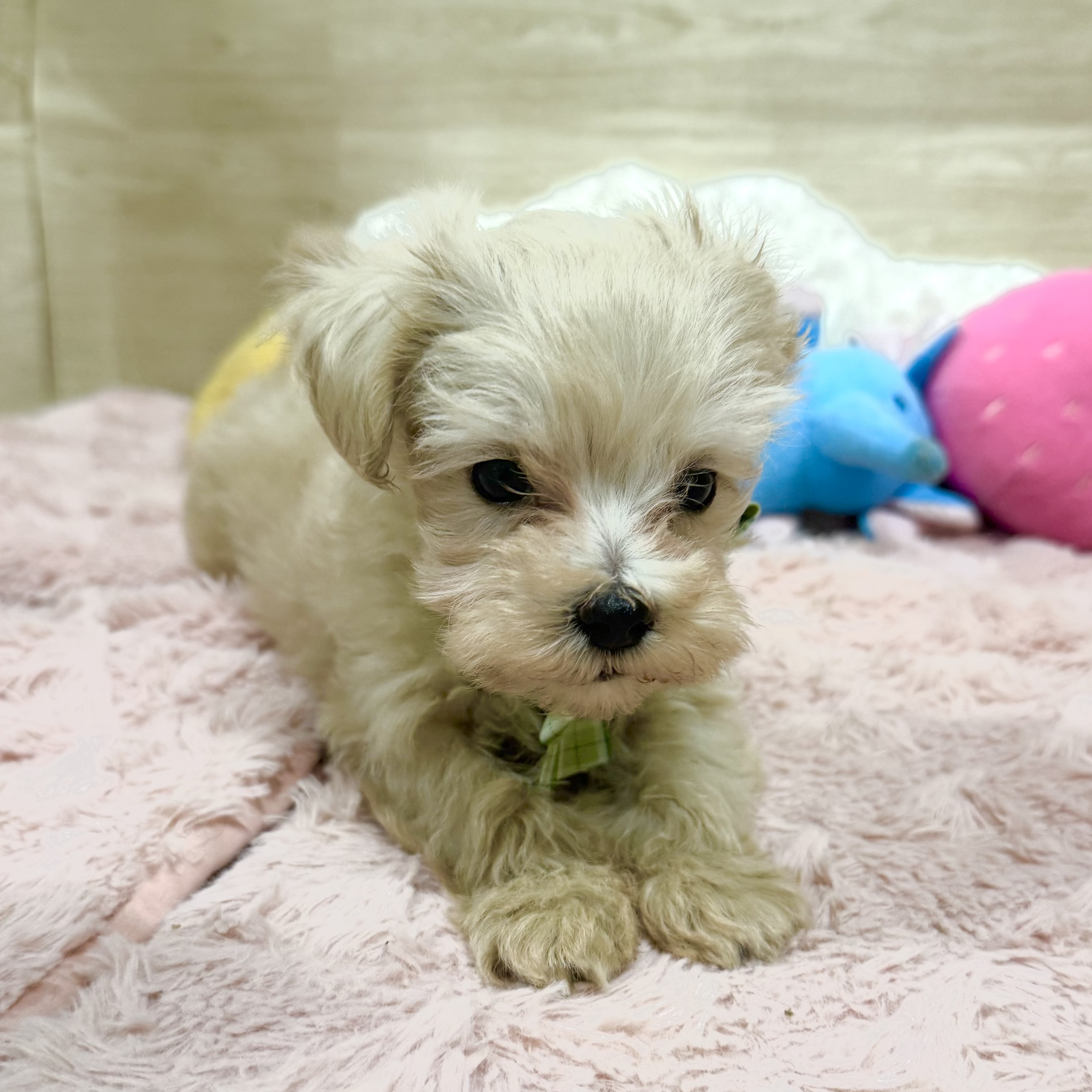 大阪府のマルプー(マルチーズ×プードル) (犬の家＆猫の里そよら東岸和田店/2026年2月8日生まれ/男の子/クリーム)の子犬の3枚目の画像