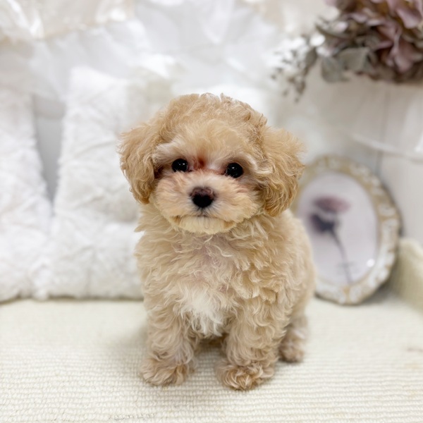 岐阜県のマルプー(マルチーズ×プードル) (犬の家＆猫の里カラフルタウン岐阜店/2026年2月8日生まれ/男の子/クリームホワイト)の子犬の3枚目の画像