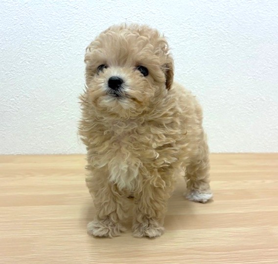 福岡県のマルプー(マルチーズ×プードル) (犬の家＆猫の里トリアス久山店/2026年2月6日生まれ/女の子/クリーム)の子犬の3枚目の画像