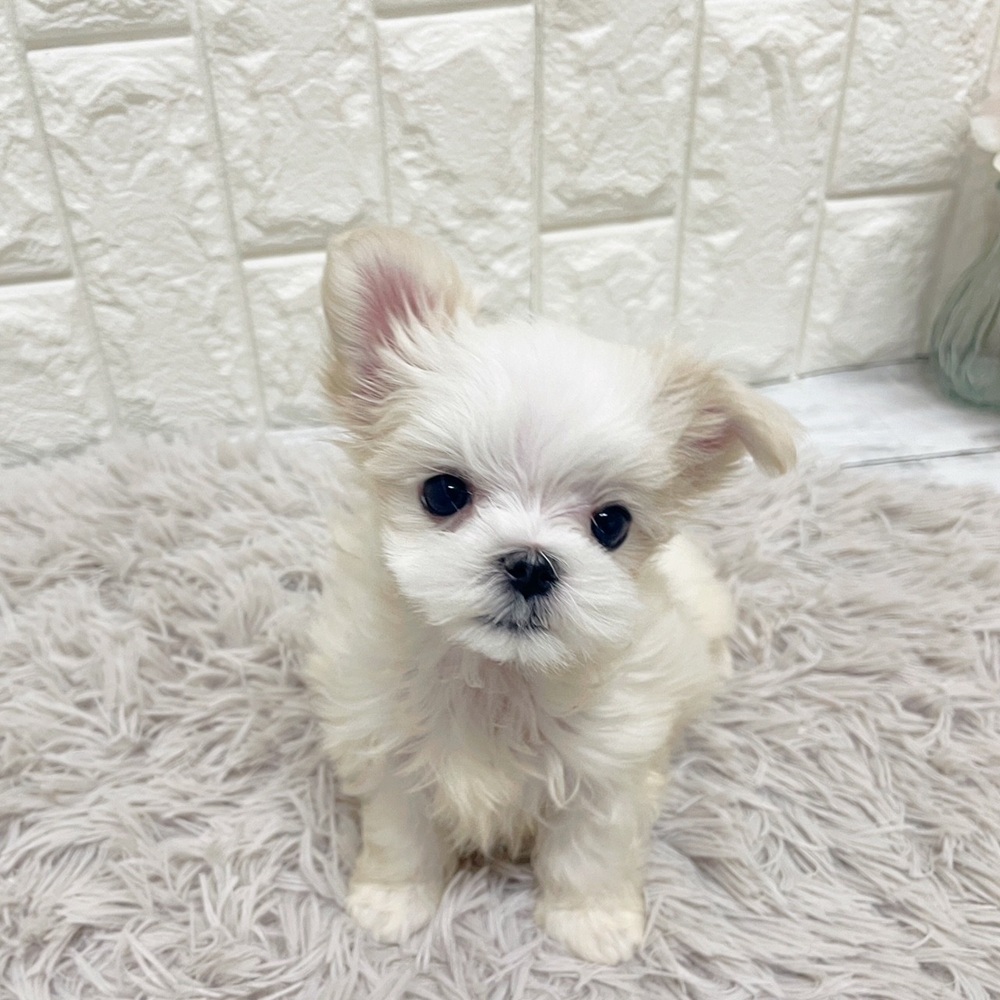 岡山県のマルチーズ (犬の家＆猫の里岡山店/2026年2月5日生まれ/女の子/ホワイト)の子犬の1枚目の画像