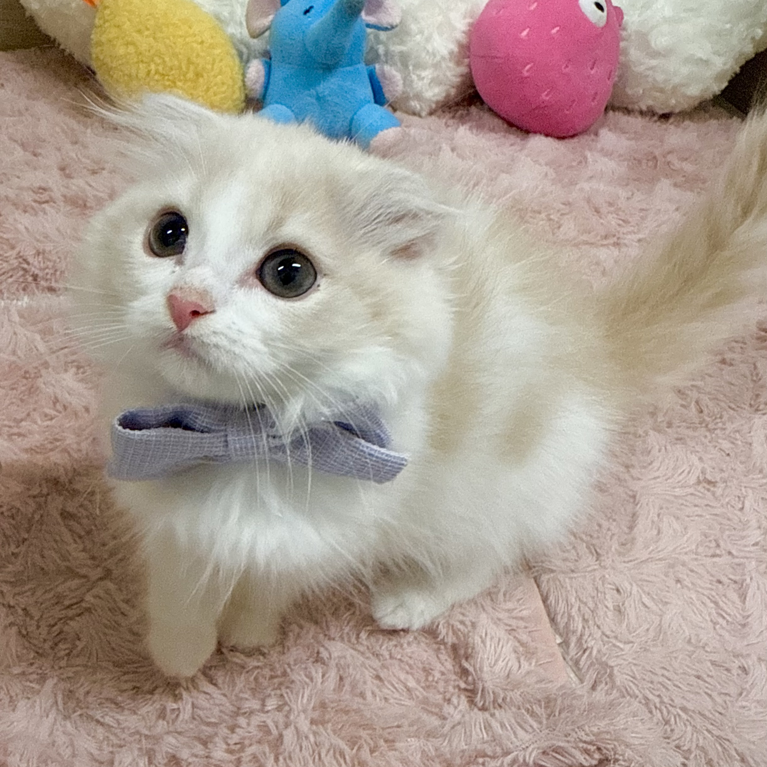 大阪府のスコティッシュフォールド (犬の家＆猫の里そよら東岸和田店/2026年2月5日生まれ/女の子/クリームタビーホワイト)の子猫の3枚目の画像