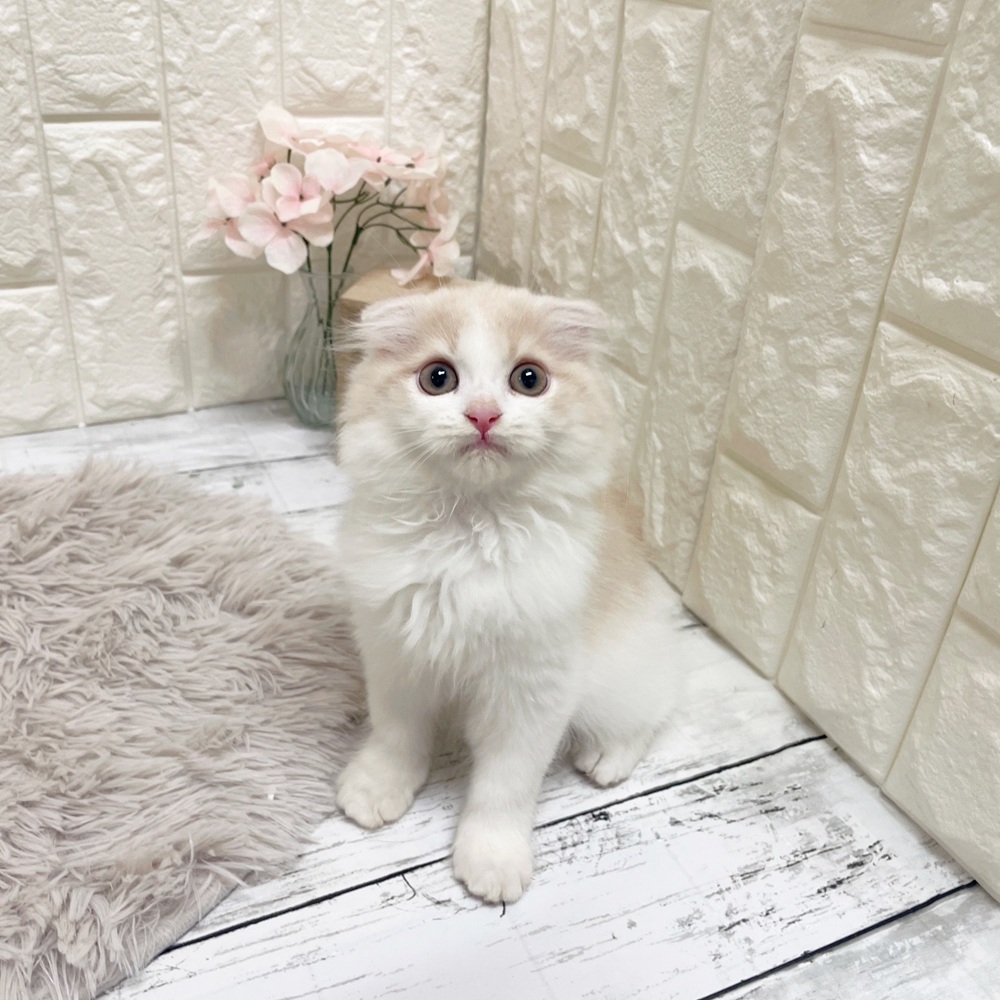 岡山県のスコティッシュフォールド (犬の家＆猫の里岡山店/2026年2月5日生まれ/男の子/クリームタビーホワイト)の子猫の3枚目の画像