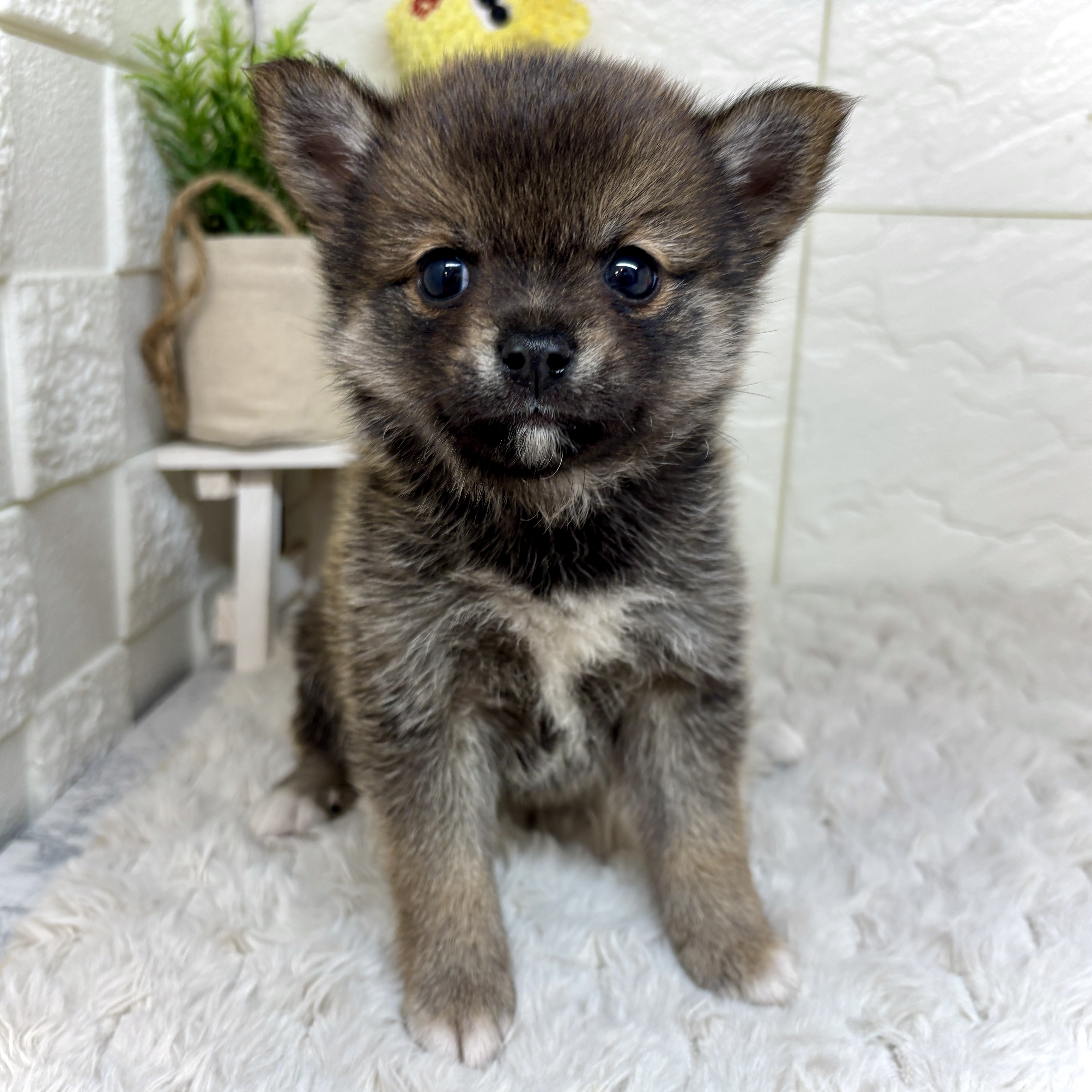 兵庫県のチワ柴/柴チワ/チワシバ(チワワ×柴) (犬の家＆猫の里ゆめタウン姫路店/2026年2月7日生まれ/男の子/胡麻)の子犬の3枚目の画像