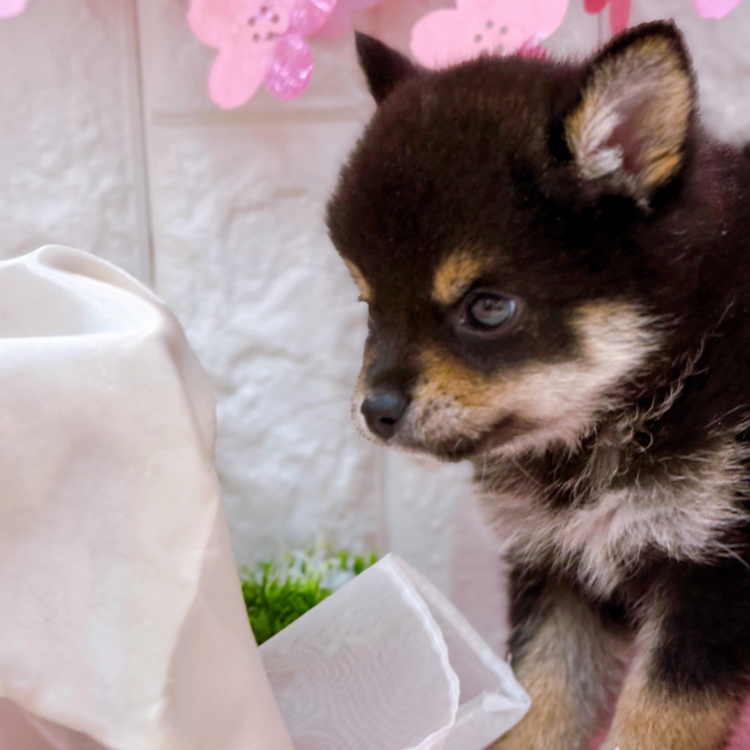 岡山県のチワ柴/柴チワ/チワシバ(チワワ×柴) (犬の家＆猫の里倉敷店/2026年2月7日生まれ/男の子/黒)の子犬の3枚目の画像