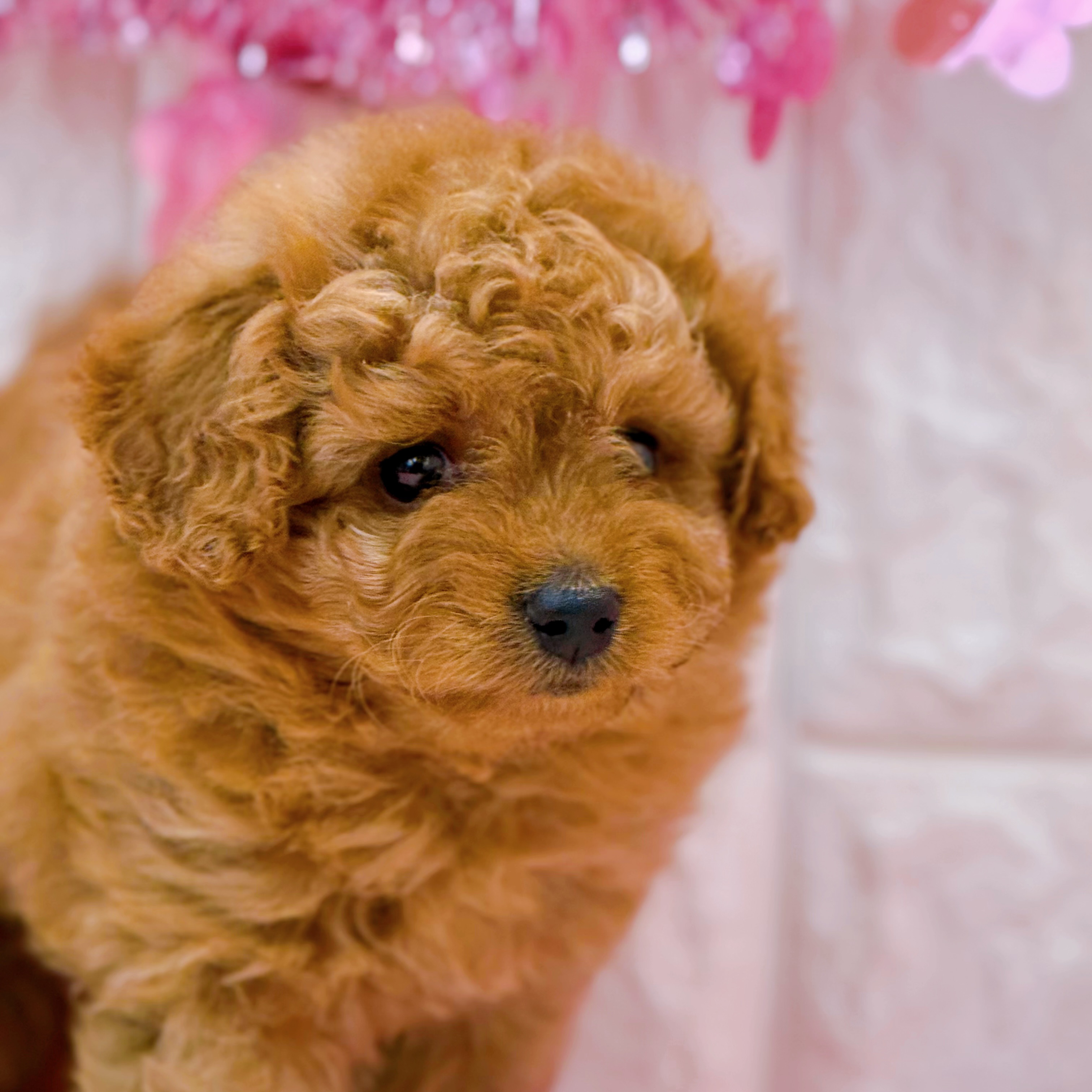 岡山県のポメプー(ポメラニアン×プードル) (犬の家＆猫の里倉敷店/2026年2月6日生まれ/男の子/アプリコット)の子犬の3枚目の画像