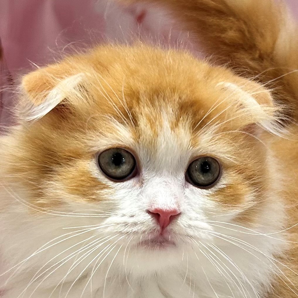 福岡県のスコティッシュフォールド (犬の家＆猫の里トリアス久山店/2026年2月6日生まれ/男の子/レッドタビーホワイト)の子猫の1枚目の画像