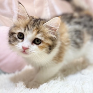 兵庫県のスコティッシュストレート (犬の家＆猫の里カナート西神戸店/2026年2月6日生まれ/女の子/トービーホワイト)の子猫の3枚目の画像