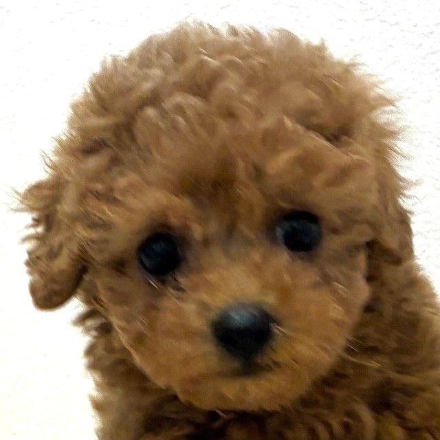 福岡県のトイプードル(タイニー) (犬の家＆猫の里トリアス久山店/2026年2月5日生まれ/男の子/レッドフォーン)の子犬の1枚目の画像