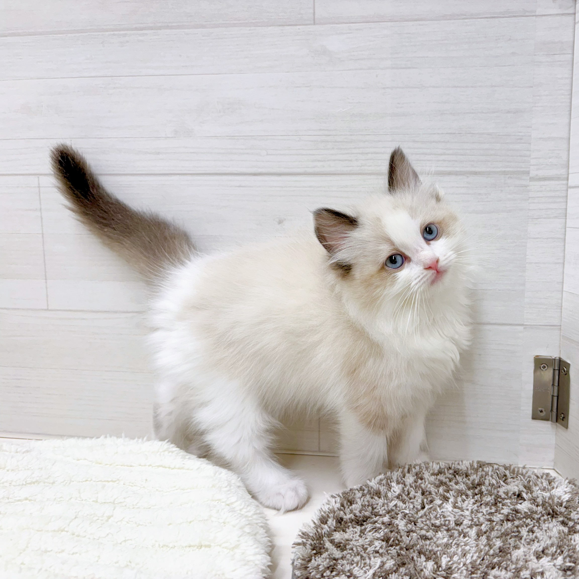 石川県のラグドール (犬の家＆猫の里アミーゴ金沢おこばた店/2026年2月5日生まれ/女の子/シールポイントバイカラー)の子猫の3枚目の画像