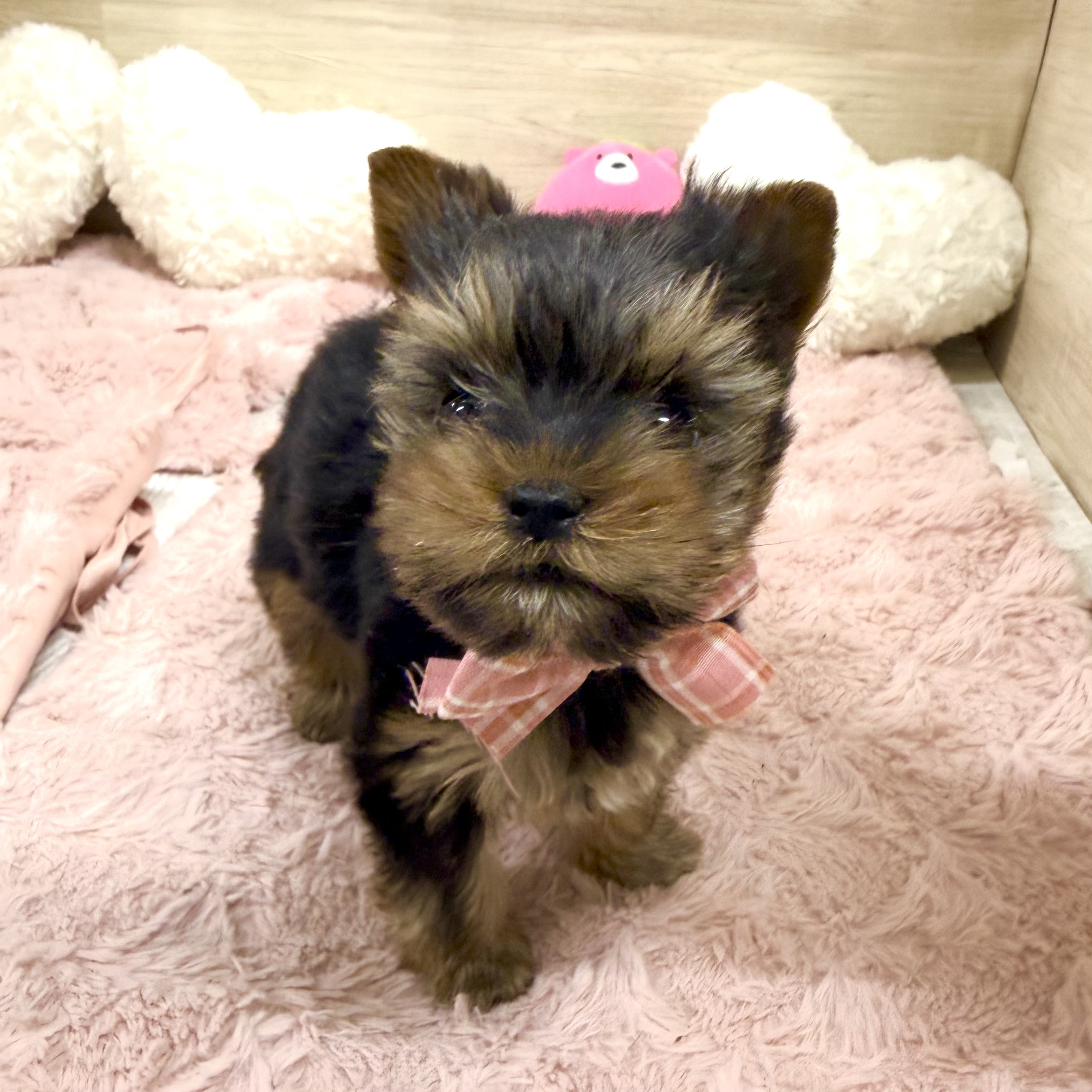 大阪府のヨークシャーテリア (犬の家＆猫の里そよら東岸和田店/2026年2月8日生まれ/女の子/スチールブルータン)の子犬の3枚目の画像