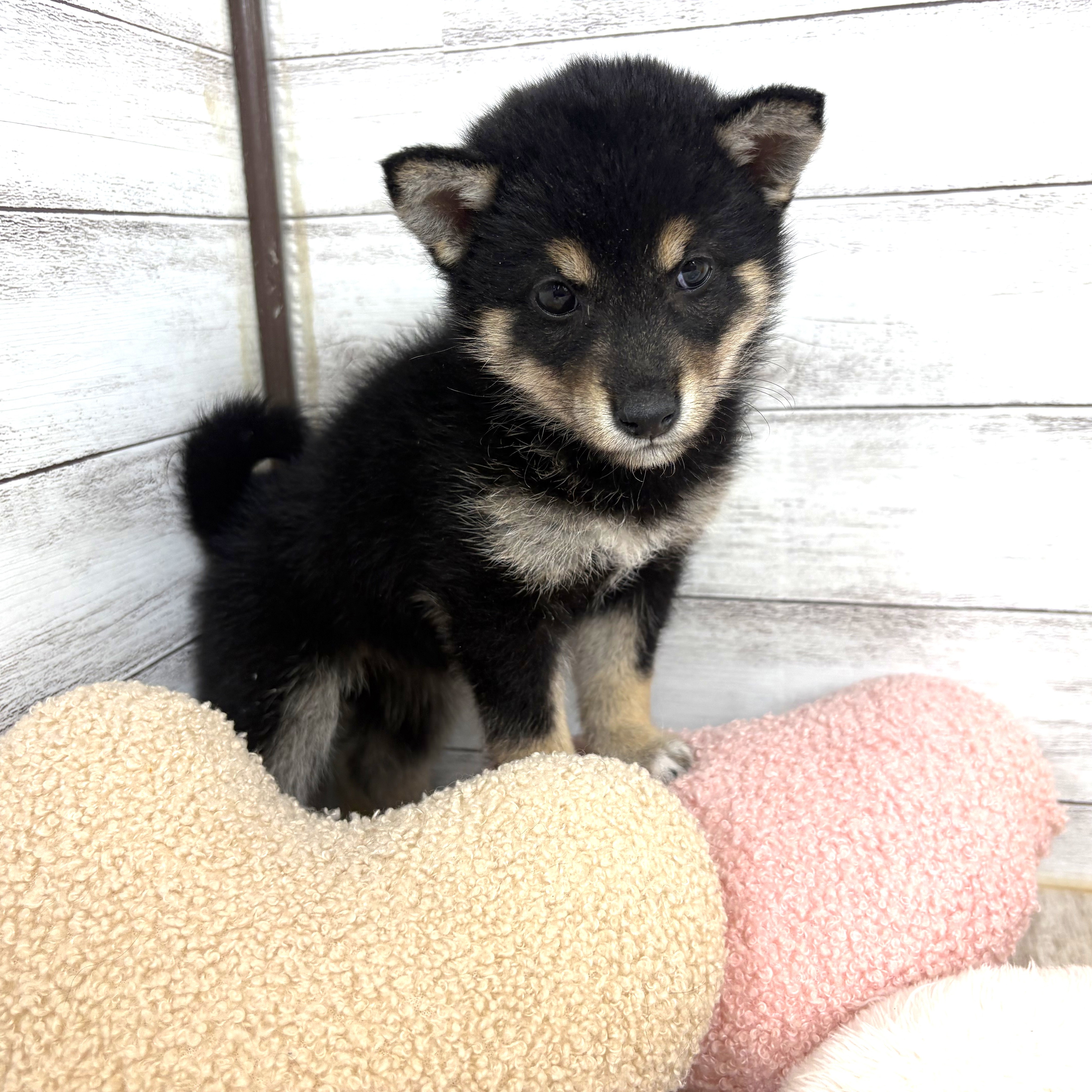 兵庫県の豆柴 (犬の家＆猫の里川西店/2026年2月6日生まれ/女の子/黒)の子犬の3枚目の画像