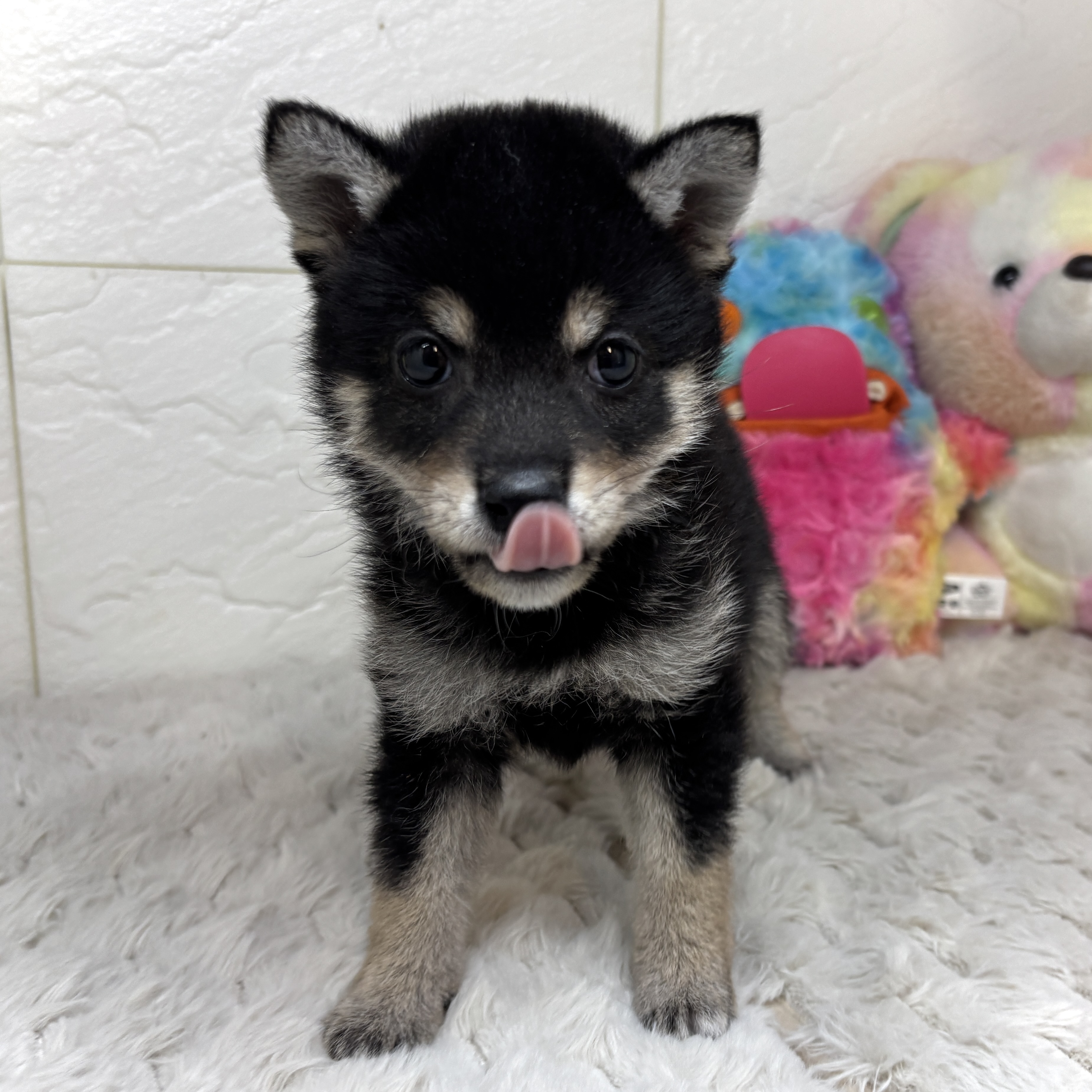 兵庫県の豆柴 (犬の家＆猫の里ゆめタウン姫路店/2026年2月6日生まれ/女の子/黒)の子犬の3枚目の画像