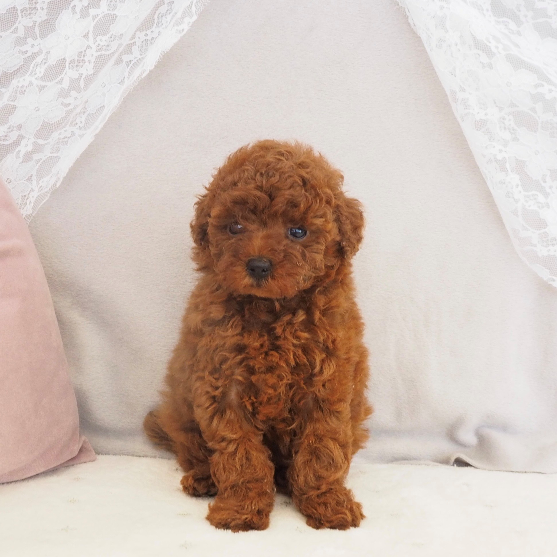 大阪府のトイプードル(トイ) (犬の家＆猫の里もりのみやキューズモールBASE店/2026年2月7日生まれ/女の子/レッドフォーン)の子犬の3枚目の画像