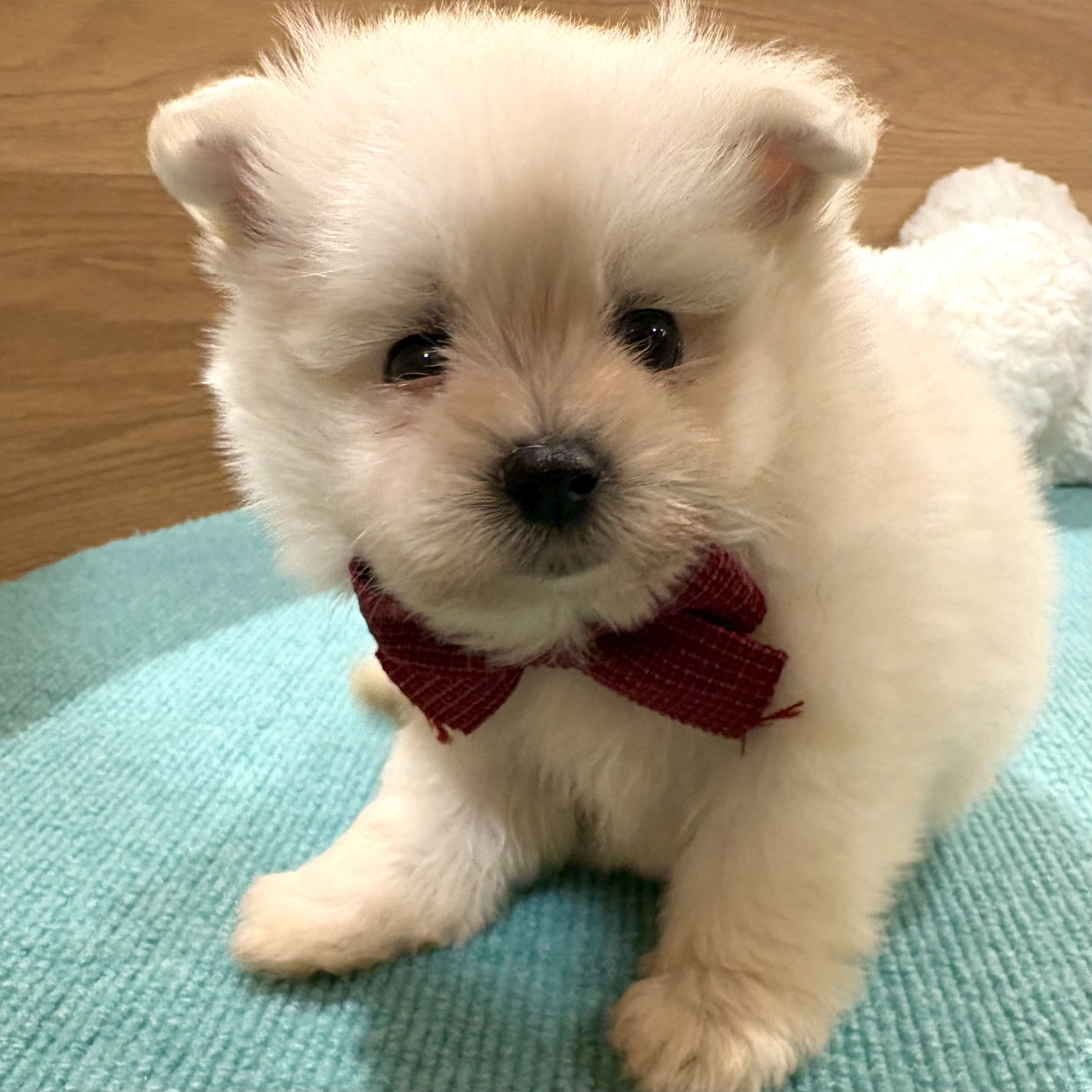 大阪府のポメマル/マルポメ(ポメラニアン×マルチーズ) (犬の家＆猫の里そよら東岸和田店/2026年2月8日生まれ/女の子/クリーム)の子犬の3枚目の画像