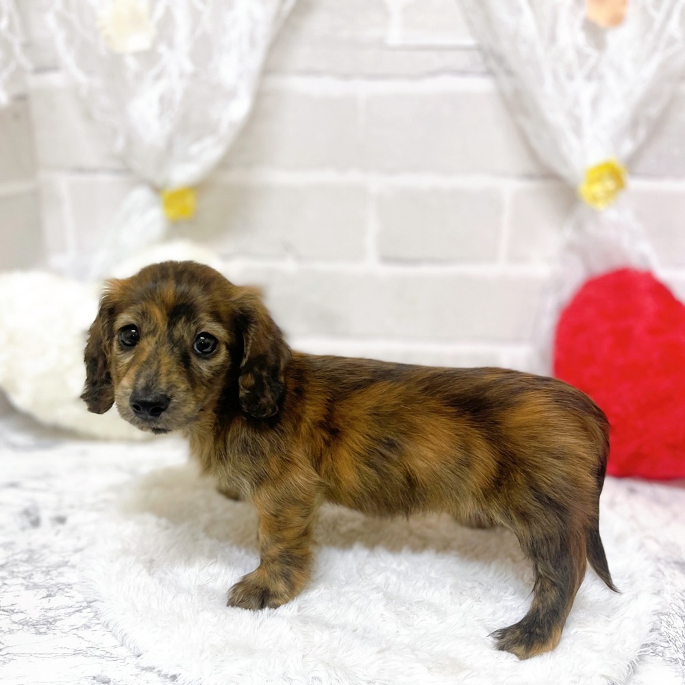 京都府のカニンヘンダックスフンド(ロング) (犬の家＆猫の里京都精華店/2026年1月31日生まれ/女の子/ブリンドル)の子犬の3枚目の画像