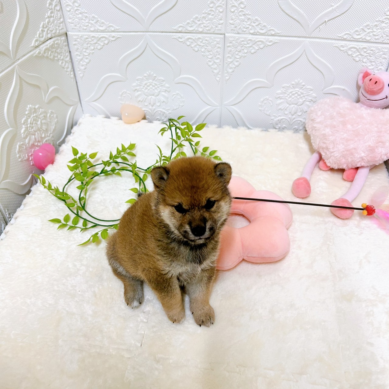 愛知県の柴犬(標準サイズ) (犬の家＆猫の里岡崎店/2026年2月8日生まれ/女の子/赤)の子犬の3枚目の画像