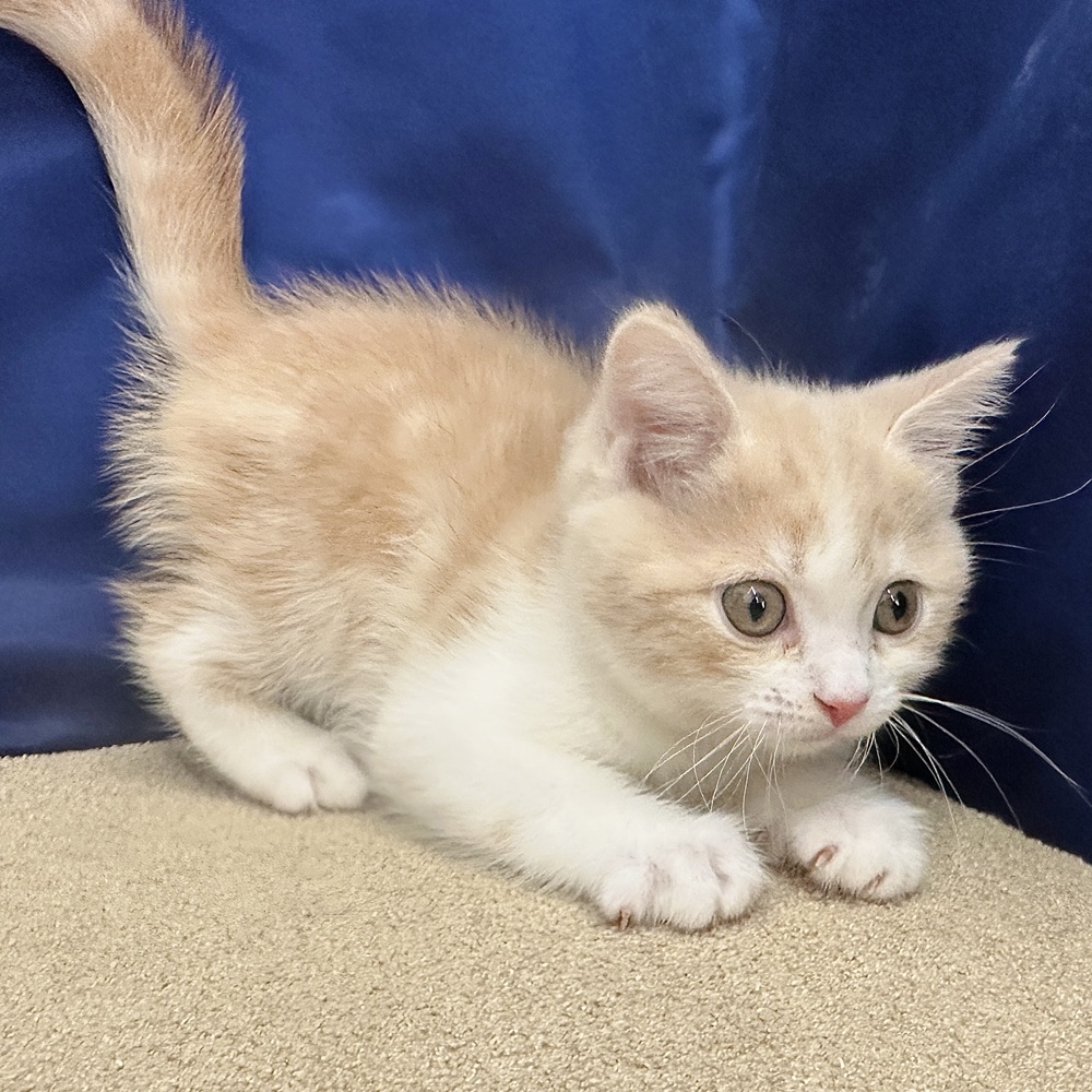 岐阜県のマンチカン (犬の家＆猫の里中津川店/2026年2月5日生まれ/男の子/クリームタビーホワイト)の子猫の3枚目の画像