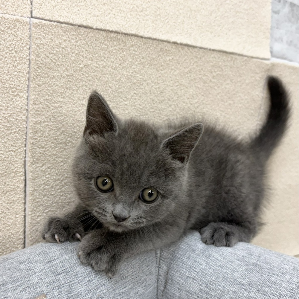 長野県のブリティッシュショートヘアー (犬の家＆猫の里塩尻店/2026年2月7日生まれ/男の子/ブルー)の子猫の1枚目の画像