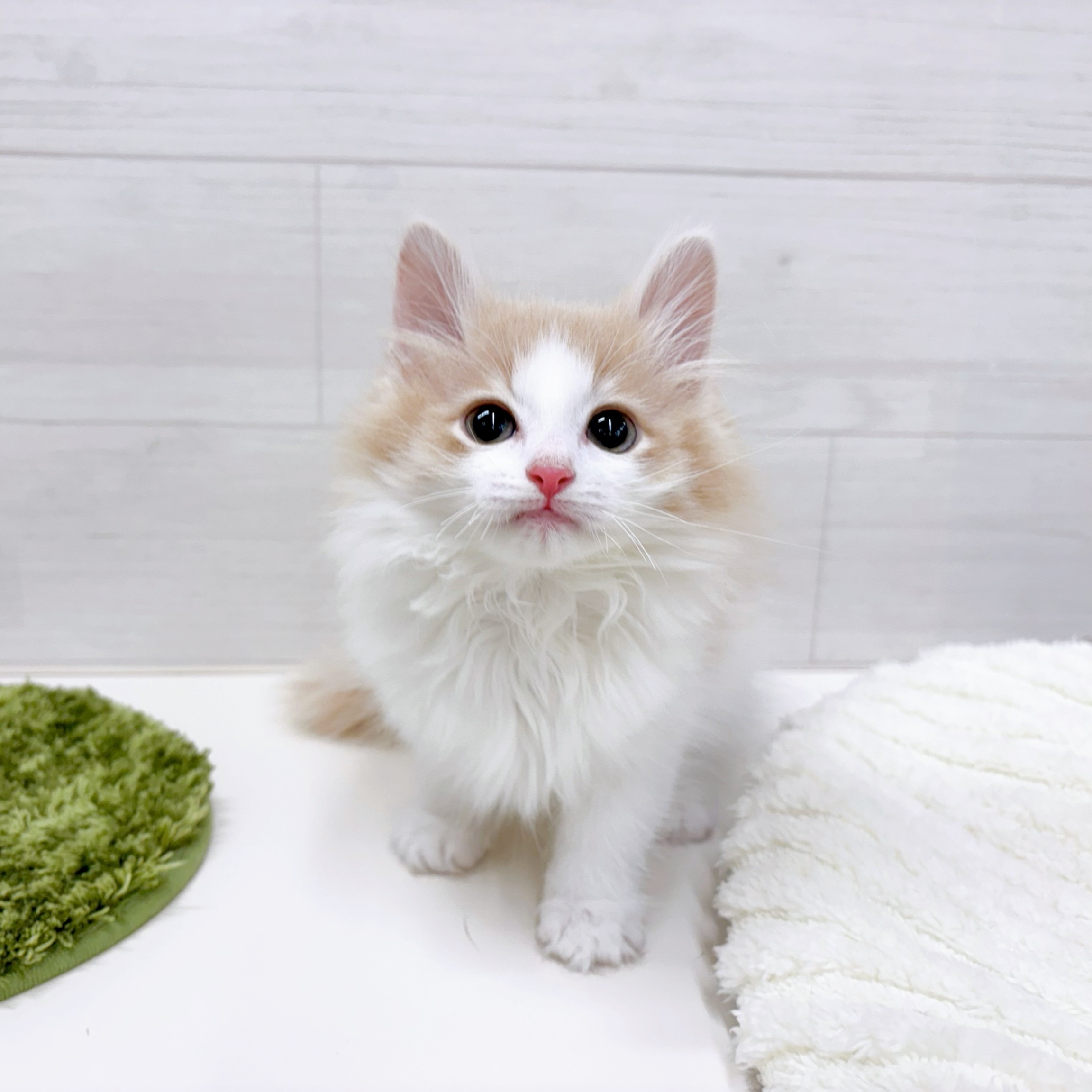 石川県のノルウェージャンフォレストキャット (犬の家＆猫の里アミーゴ金沢おこばた店/2026年2月2日生まれ/女の子/クリームタビーホワイト)の子猫の3枚目の画像