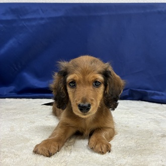 愛知県のミニチュアダックスフンド(ロング) (犬の家＆猫の里一宮店/2026年1月30日生まれ/男の子/レッド)の子犬の3枚目の画像