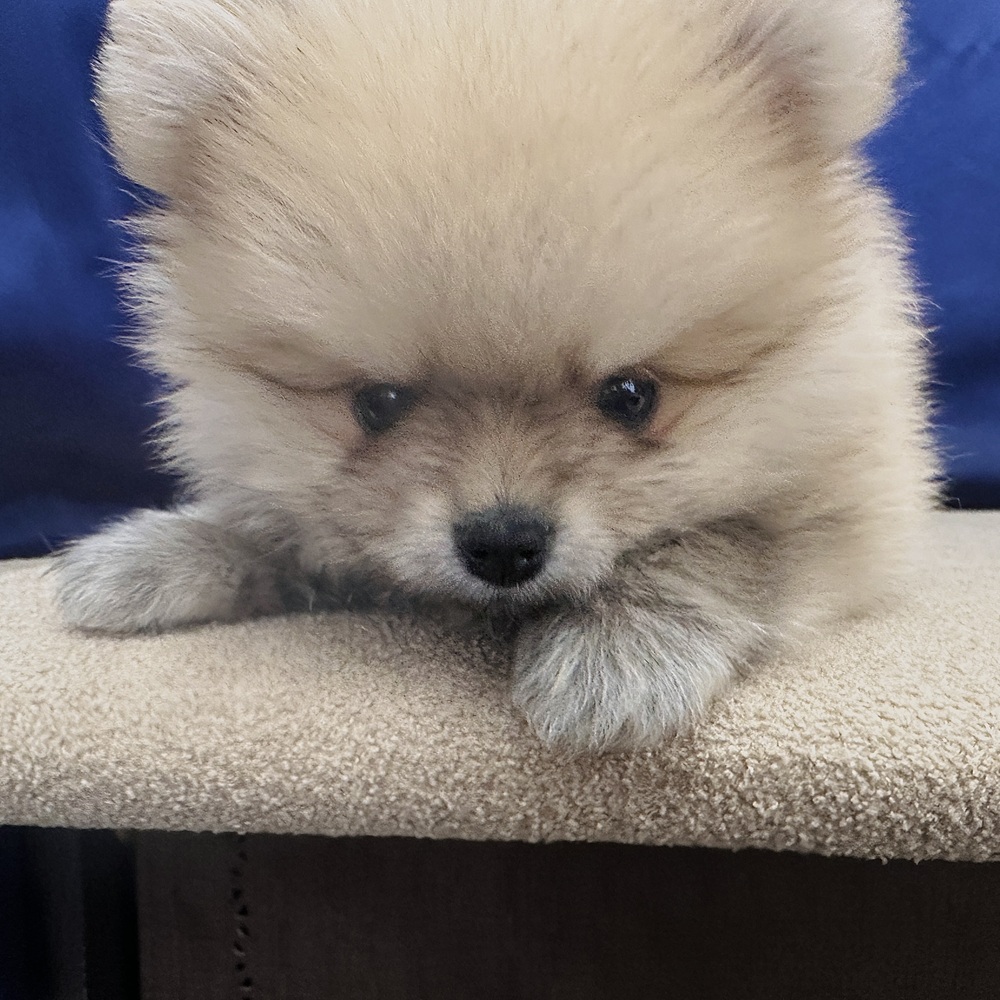 岐阜県のポメラニアン (犬の家＆猫の里中津川店/2026年2月8日生まれ/男の子/クリームセーブル)の子犬の3枚目の画像