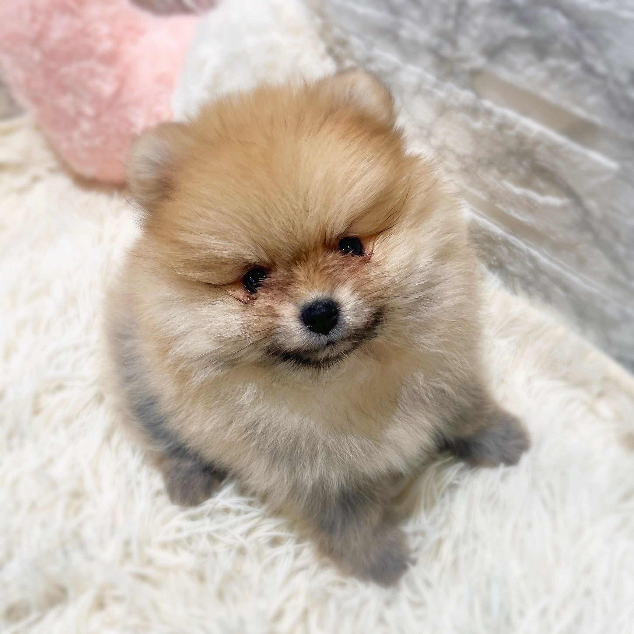 愛知県のポメラニアン (犬の家＆猫の里MiO香久山店/2026年2月8日生まれ/女の子/クリームセーブル)の子犬の1枚目の画像