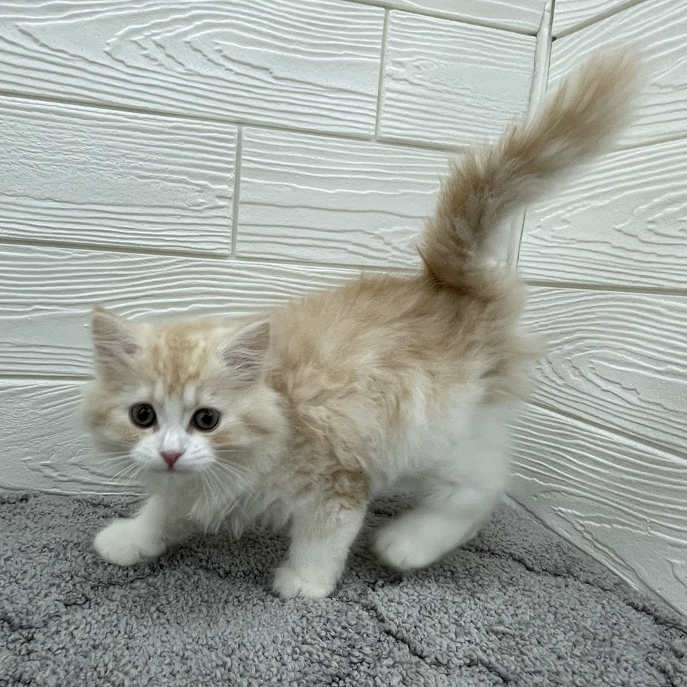 愛知県のスコティッシュフォールド (犬の家＆猫の里七宝店/2026年2月1日生まれ/男の子/クリームタビーホワイト)の子猫の3枚目の画像