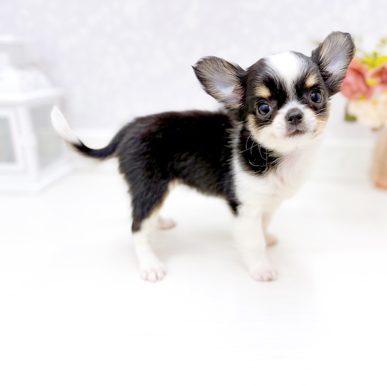 富山県のチワワ(ロング) (犬の家＆猫の里アミーゴ山室店/2026年2月2日生まれ/女の子/ブラッククリームホワイト)の子犬の3枚目の画像