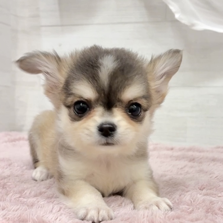 愛知県のチワワ(ロング) (犬の家＆猫の里碧南店/2026年2月5日生まれ/女の子/セーブルホワイト)の子犬の3枚目の画像