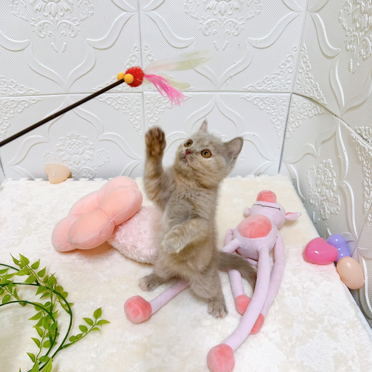 愛知県のブリティッシュショートヘアー (犬の家＆猫の里岡崎店/2026年2月3日生まれ/女の子/ライラッククリーム)の子猫の3枚目の画像