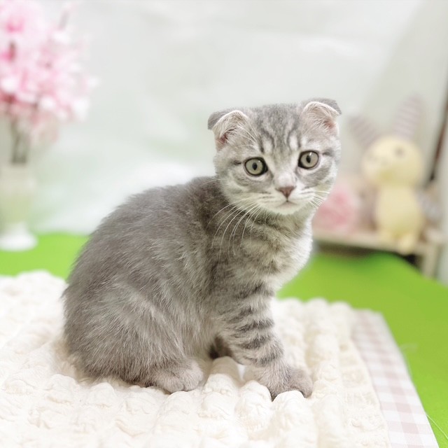 静岡県のスコティッシュフォールド (犬の家＆猫の里藤枝店/2026年2月6日生まれ/男の子/ブルータビー)の子猫の3枚目の画像